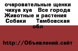 очаровательные щенки чихуа-хуа - Все города Животные и растения » Собаки   . Тамбовская обл.